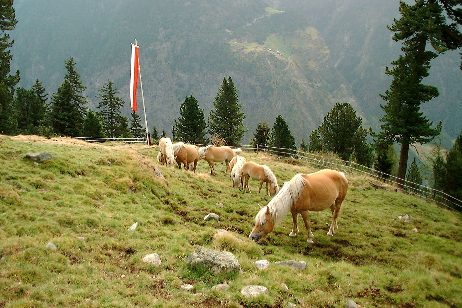 pferde auf der weide.jpg